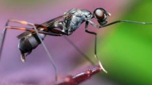 Cette nouvelle découverte scientifique empêcherait les piqûres de moustique à 99%