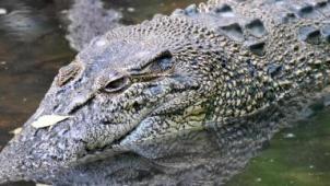 Un crocodile femelle a pondu des œufs sans fécondation