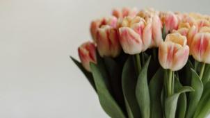 Quatre conseils pour faire durer vos tulipes plus longtemps