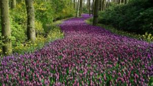 Ce champ de fleurs belge vient d’être élu l’un des plus beaux du monde