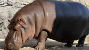 Japon : un hippopotame pris par erreur pour un mâle pendant 12 ans