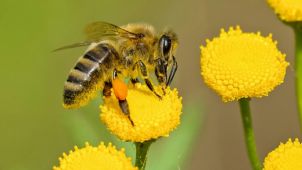 Journée mondiale des abeilles : Quelles sont les vertus insoupçonnées du miel ?