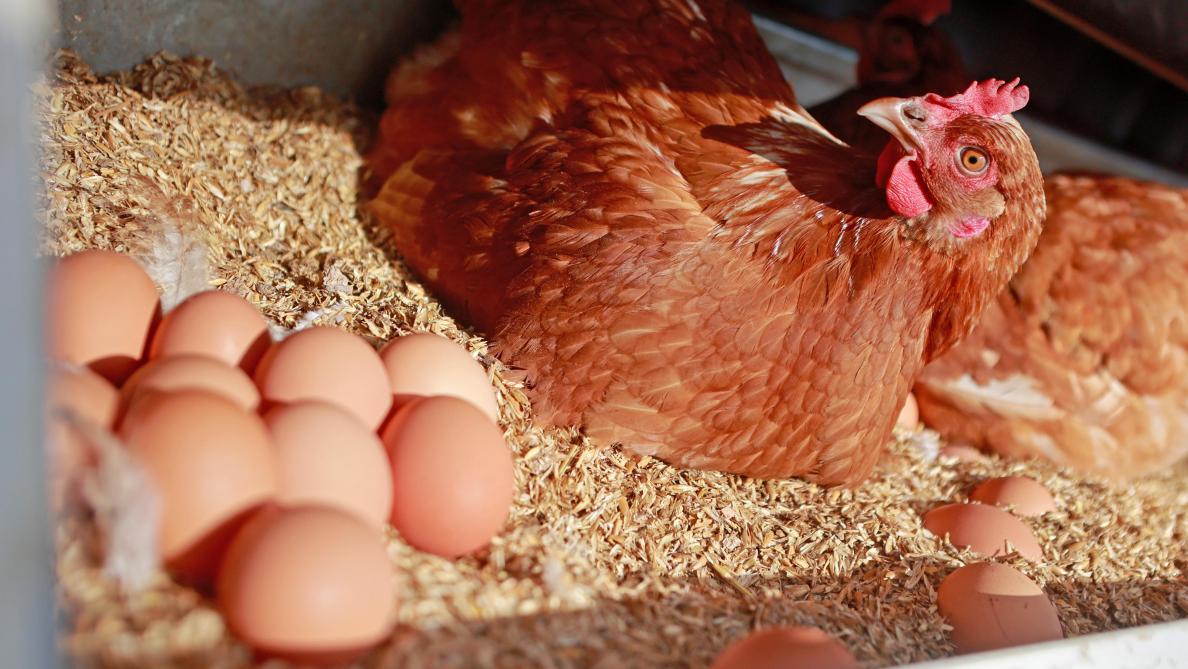 Contamination des œufs de poules par des polluants organiques persistants :  étude dans 25 poulaillers en Île-de-France