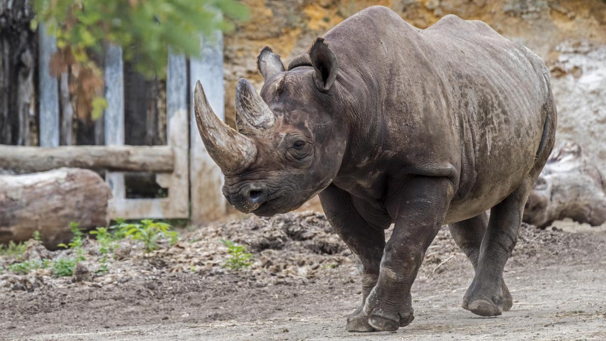 Une soigneuse d’un zoo tuée par un rhinocéros