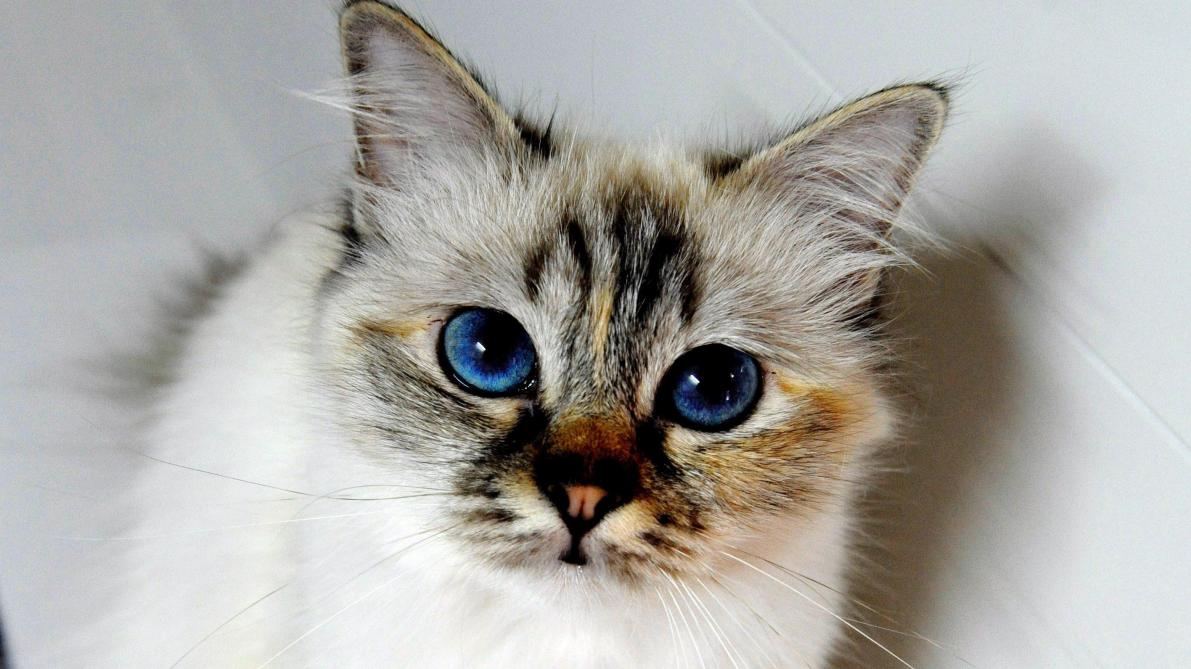 Un chat retrouvé six ans plus tard à plus de 1.000 kilomètres de chez lui
