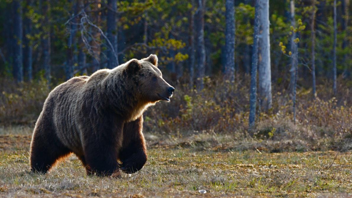 Canada : un couple tué par un grizzli