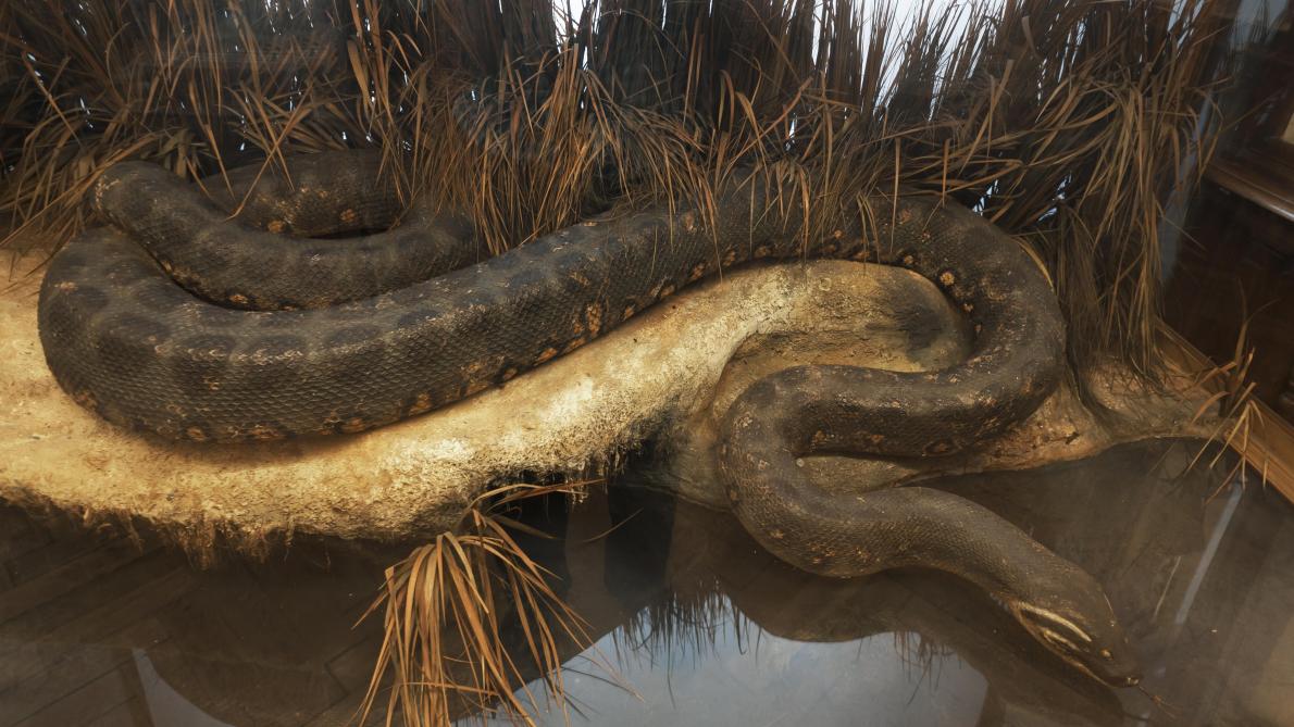 Une nouvelle espèce de serpents géants de 200 kilos découverte grâce à Will Smith (vidéo)