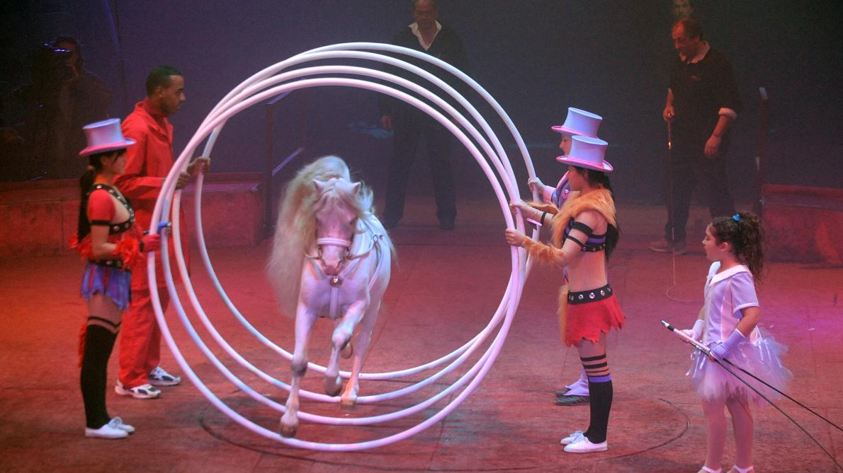 France : chute pendant l’entracte au cirque, le spectacle annulé