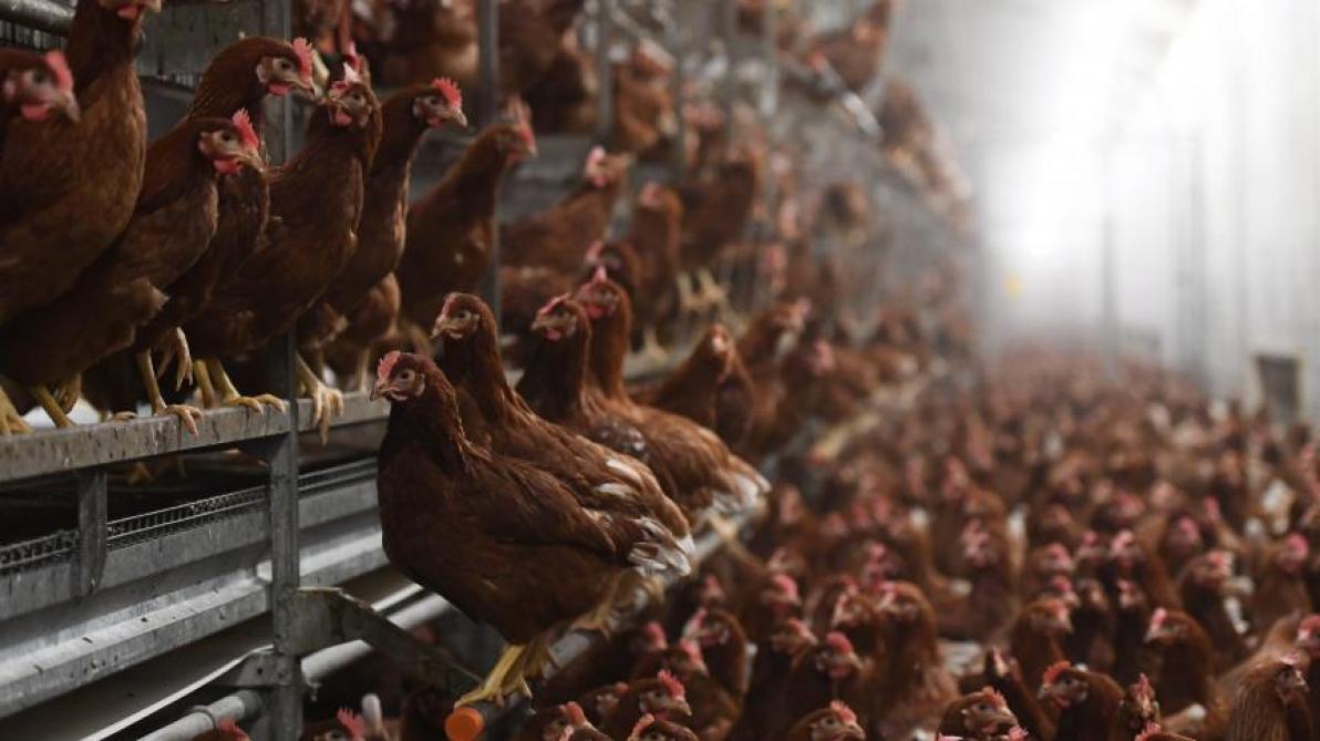 Grippe aviaire H5N1 : l’OMS exprime son « énorme inquiétude »