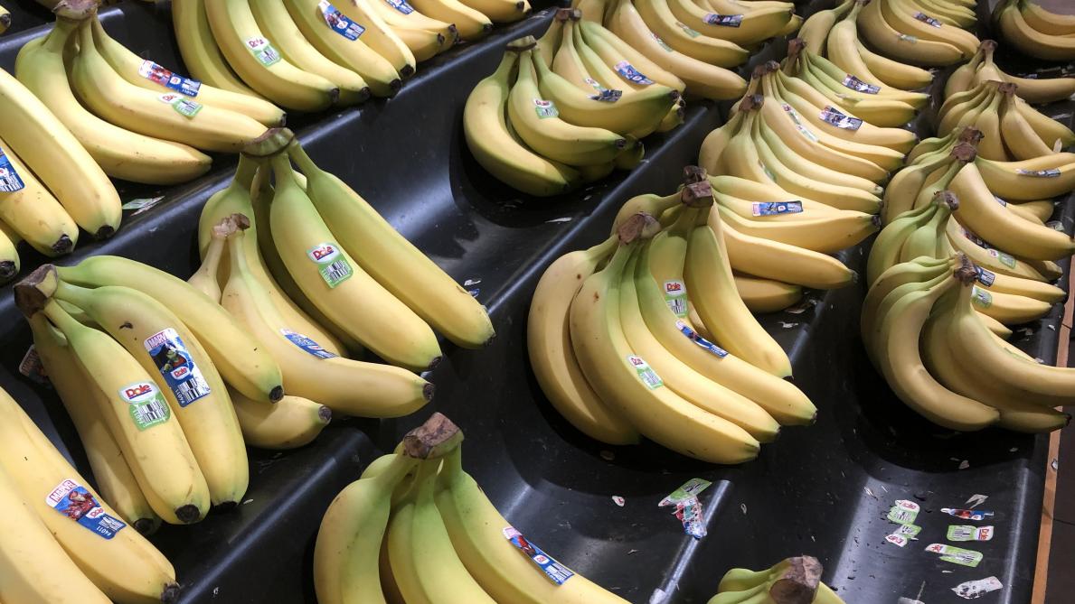 Canada: un homme piqué par un scorpion caché dans des bananes achetées au supermarché