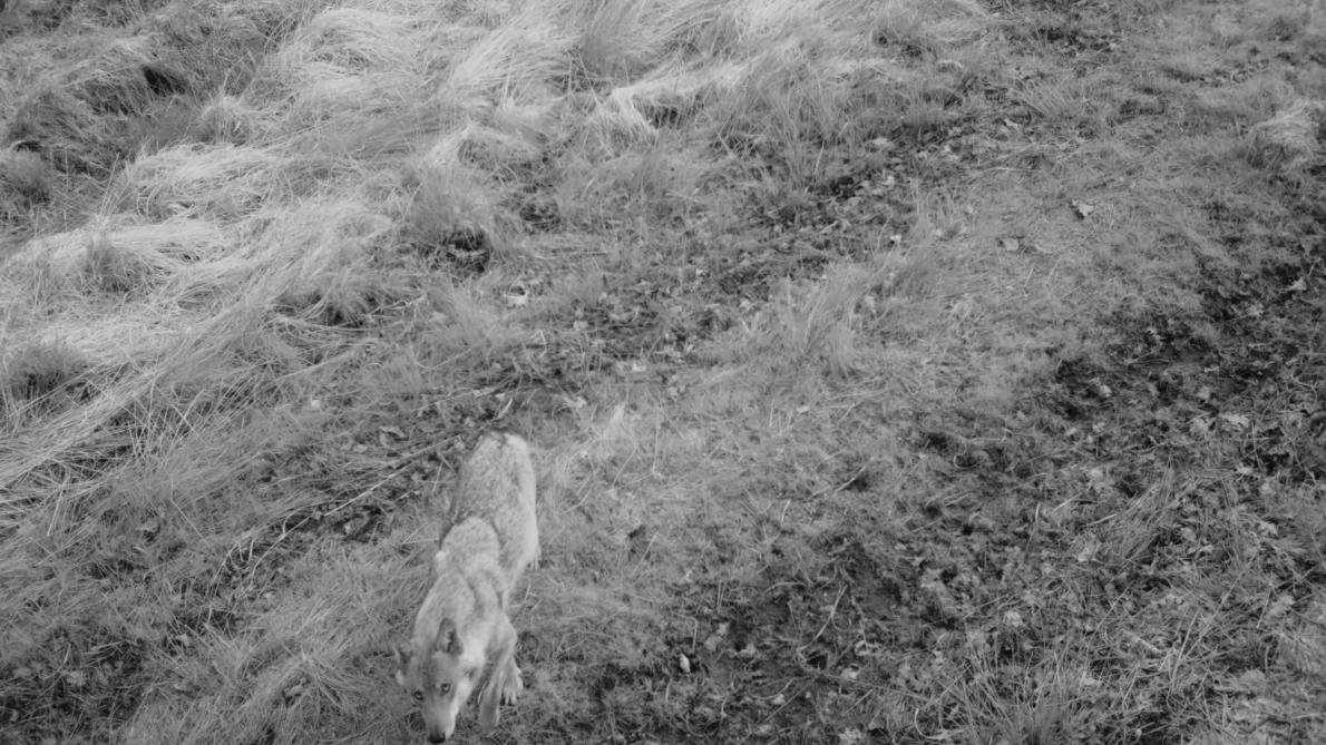 La louve Maxima est décédée : la meute « du Nord des Hautes Fagnes » n’est plus