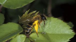 Des nombreuses études scientifiques ont montré la toxicité de ces insecticides sur les abeilles et bourdons . ©DR