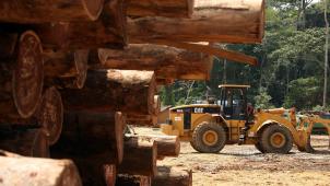Plusieurs entreprises exportatrices de bois soupçonnées de pratiquer des coupes illégales, continuent d’exporter vers la Belgique.