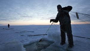 Dans le village de Shishmaref, en Alaska, les animaux, attirés vers le froid plus au Nord, se font de plus en plus rares.