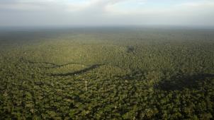 Dans la forêt amazonienne, certaines zones sont encore vierges de pollution sonore. © Bruno Kelly/REuters
