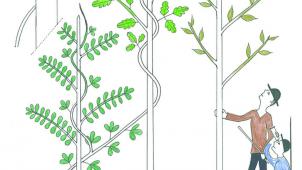 La liane caméléon (Boquila trifoliolata). Ses feuilles imitent celles de son arbre support. © Francis Hallé/Arthaud