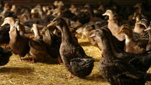 Plusieurs foyers de grippe aviaire ont été détectés en France, obligeant les autorités à prendre des mesures comme le confinement mais aussi l’abattage. © AFP.