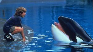 Keiko, l’orque vedette de «Sauvez Willy» meurt à 27 ans. © DR