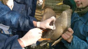 Aucun cas de contamination de volaille d’élevage ou d’oiseau sauvage par le virus H5N8 n’a encore été signalé en Belgique.
