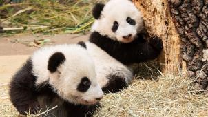 Le panda géant a été retiré de la liste des espèces menacées d’extinction en 2016. © Reuters.