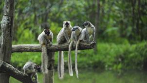 A Madagascar, les lémuriens jouent un rôle crucial dans l’entretien de la forêt. Leur état de conservation est inquiétant. © Anthony Asael.