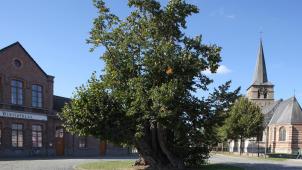 Le tilleul de Massemen, qui fait la fierté de ce village de Flandre-Orientale depuis 400 ans, a déjà été élu plus bel arbre de Belgique. © DR