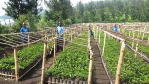 Des caféiculteurs devant leurs plantations
: l’«
arabica
» du Kivu est considéré comme l’un des meilleurs cafés du monde. © Comequi.