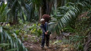 L’Europe est le second importateur mondial d’huile de palme, produite notamment en Malaisie. © Reuters