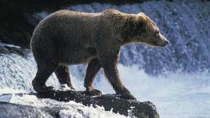 Selon Gillian Sanders, les grizzlis ont plus tendance à faire face à une agression comparés aux ours noirs.