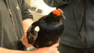Un des coqs mâles qui ont été relâchés en Belgique. Les oiseaux  ont été bagués et certains portent des émetteurs.