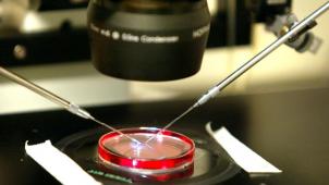 La fécondation in vitro et le clonage thérapeutique au départ des cellules souches de l