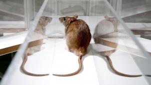 Les rongeurs, souris, rats (notre photo), lapins, sont aux premiers rangs des animaux les plus fréquemment utilisés dans les laboratoires belges. ©Huw Jones.
