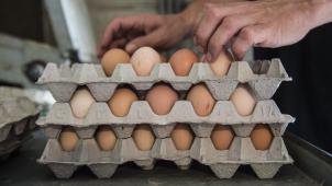 Le scandale du Fipronil a entraîné une situation de pénurie pour les œufs. Du coup, les cours ont quasiment doublé.