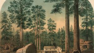 L’abattage de séquoias géants en Californie vers 1860.