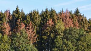 Les arbres atteints sont identifiables par le dessèchement de leur cime qui entraîne le jaunissement et le rougissement de leurs aiguilles.