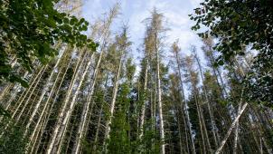Les scolytes s’attaquent toujours d’abord aux arbres de la lisière sud des forêts. Ils progressent ensuite d’arbre en arbre. © Dominique Duchesnes.