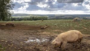Chez André Kettel, l’essentiel des 400 porcs est confiné. Seuls quelques truies et porcelets ont encore le droit de vivre à l’extérieur. En attendant l’abattage.