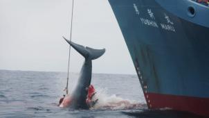 Un bateau japonais pêche une baleine en janvier 2006.