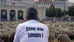 En France, les éleveurs de moutons s’opposent aux loups (ici une manifestation à Lyon). En 2018, ils ont obtenu l’abattage de 51 loups (sur les 430 présents dans l’Hexagone)