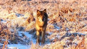 Voici le loup, photographié à la mi-février, évoluant dans le parc naturel des Hautes Fagnes. L’animal suivait, dans la végétation gelée, la piste de quelques biches, sa principale nourriture.
