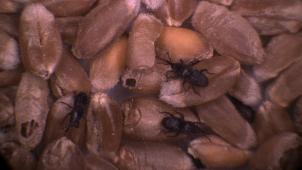 L’appétit de ces insectes voraces peut entraîner des pertes de 10 à 30
% du grain dans les silos. © D.R.