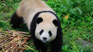 Les programmes de réintroduction mis en place depuis une dizaine d’années commencent à porter leurs fruits puisqu’aujourd’hui, neuf pandas ont pu être réintroduits dans la nature avec succès.