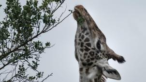 Entre 1985 et 2015, la population de girafe a chuté de 40
% selon l’Union Internationale pour la Protection de la nature