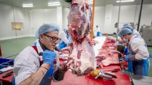 Au quotidien, une dizaine de carcasses de bovins sont débitées par l’équipe de neuf personnes dans la salle de découpe de Perwez.