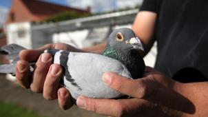 Le pigeon belge est devenu un investissement rentable. © VDN.