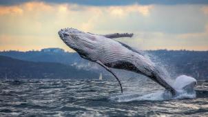 Après plusieurs années d’absence, la baleine à bosse a fait son grand retour parmi nous.