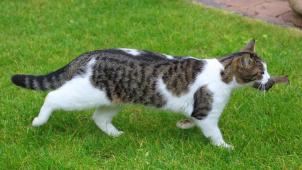Une étude française récente montre que les chats domestiques s’attaquent à 200 espèces animales différentes.