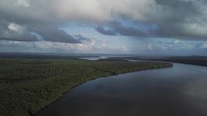 Les mangroves sont menacées, alors qu’elles sont parmi les plus «efficaces» pour piéger le carbone