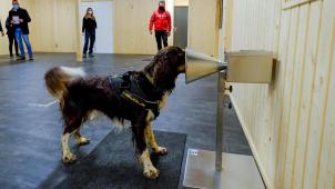 En Belgique, six chiens ont été formés avec succès pour repérer les échantillons provenant de malades du Covid-19. Pour rien, au final…