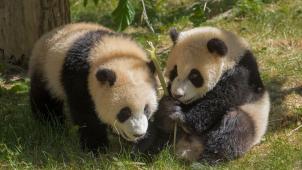 Les pandas de Pairi Daiza pourraient-ils être utilisés comme «arme de rétorsion» par Pékin après le vote des députés belges?